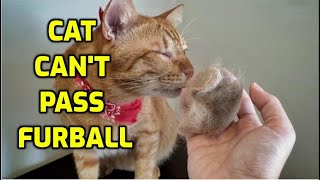 How Can I Help My Cat Pass A Hairball [upl. by Eiser]