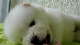 CHOW CHOW PUPPY [upl. by Dorin]