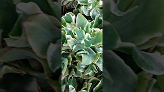 Crassula arborescens Variegata [upl. by Mollie33]