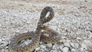 Perfect Rattlesnake Mimic [upl. by Enrichetta]