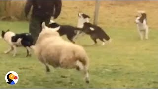 Sheep Plays With Dogs  The Dodo [upl. by Aihcropal]