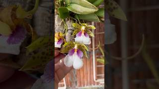 Trichocentrum tigrinum Blooms [upl. by Alaj433]