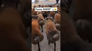 FUNNY SHEEP jumping 🐑🐑  Cute And Funny Animals Video shorts funnyshorts [upl. by Urias]