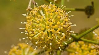 Uncaria tomentosa [upl. by Ebert]