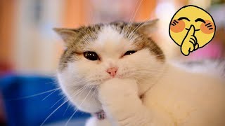 Funniest Cats Videos 😺🐱 Funny Cats World 41 [upl. by Nay]