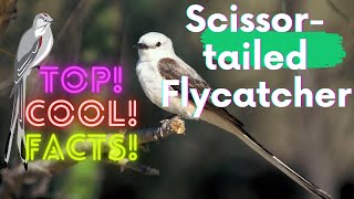 Scissortailed Flycatcher facts 🦜 Texas Birdofparadise 🦜 Swallowtailed Flycatcher 🦜 found 🇺🇸 [upl. by Marge]