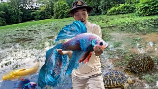 I spent 30 minutes and catch 6 beautiful betta fish baby turtle golden catfish in the natural lake [upl. by Maurizio908]