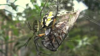 Spider Identification Orb Weavers [upl. by O'Gowan]