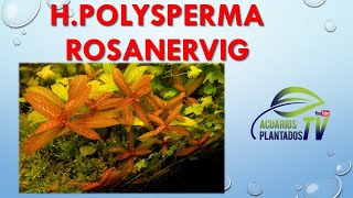 Hygrophila polysperma Rosanervig [upl. by Mcallister]