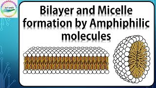 Bilayer and Micelle formation by Amphiphilic molecules [upl. by Winou]