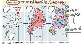 DESARROLLO EMBRIONARIO DEL MESÉNQUIMA [upl. by Anin]
