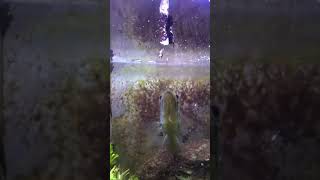 Giant Horsefly VS Pet BASS￼￼ fishing shorts viral outdoors fish bug [upl. by Asusej422]