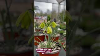 Albuca Spiralis un secreto sobre esta suculenta shorts [upl. by Yrok]