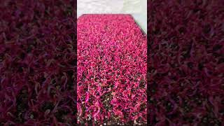 Beets 🌱 health growyourownfood microgreens garden gardening healthy [upl. by Neffets618]