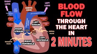 Blood Flow through the Heart in 2 MINUTES [upl. by Meelas148]