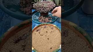 Sedum Dasyphyllum Lilac Mound propagation  bikolanahardinera shortvideo succulent propagation [upl. by Slayton]