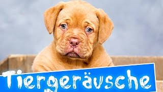 Tiergeräusche für kinder  35 echte Tiere  Deutsch [upl. by Anrak306]