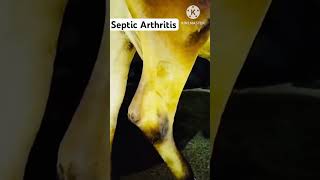 Arthritis after Mastitis Treatment [upl. by Neerhtak427]