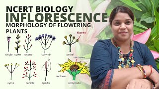 What is inflorescence  Class 11 Biology  Morphology of flowering plants  NCERT [upl. by Burck]