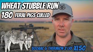 Wheat Stubble Run  Feral Pig Shooting  300AAC Rifle amp Thermion 2 LRF XL50  ATV Action [upl. by Pegeen]