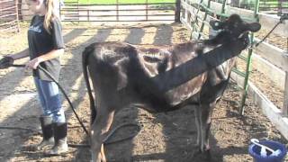 How To Show A Dairy Heifer [upl. by Ordisy]