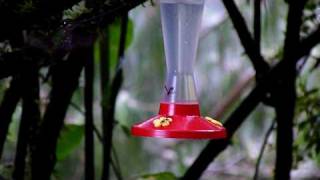 Swordbilled Hummingbird [upl. by Maupin876]