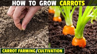 How To Grow Carrots  Carrot Farming  Carrot Cultivation [upl. by Maris]