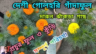 Marigold flower plants careদেশী গাঁদাফুল গাছের সম্পূর্ণ পরিচর্যা [upl. by Aitropal]