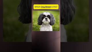 Which DOG BREED is this vocabulary english quiz pronunciation [upl. by Amadus]