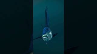 Swordfish REGULATE TEMPERATURE amp the purpose of SWORD animals nature shorts viral swordfish [upl. by Lenrow493]