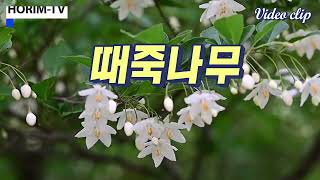 때죽나무Styrax japonicus 숲 전문 HORIMTV [upl. by Ainyt]