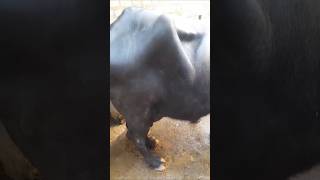 BUFFALO 🦬 ANIMALS BUSINESS shortsfeed animals pet buffalobusines youtubeshorts [upl. by Kamila]