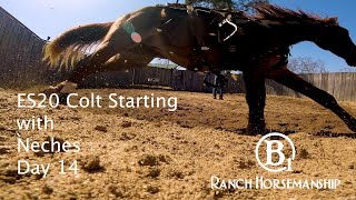 Epic Success In 20 Days Colt Starting with Neches Day 14 Preview [upl. by Savina206]