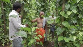 Organic betel leaves Organic viledele leaves [upl. by Nueoras921]