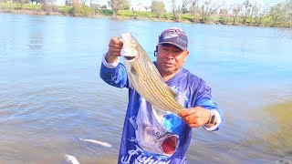 Latest Striper Fishing Report 🎣🎣  Sacramento [upl. by Taro]