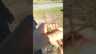 caught a prawn while micro fishing for live minnows [upl. by Dnalyram103]