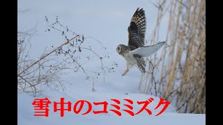 雪中のコミミズク [upl. by Ardisj]