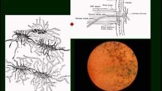 neuroophthalmology pt4 [upl. by Ledarf]