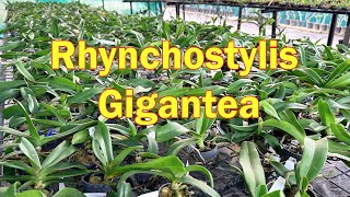 Rhynchostylis Gigantea Orchids growth and care tips  pots and petals [upl. by Cross]