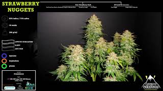 Strawberry Nuggets  Mephisto Genetics  GROW [upl. by Zetrac646]