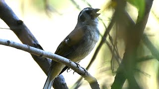 Trinca ferro gritando e moendo tudo na natureza gravado ao vivo para os amantes da espécie [upl. by Itsrik]