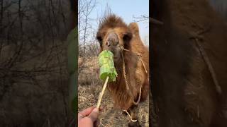 Camel vs Vegetable  The Ultimate Desert Showdown  camel desertanimal ytshorts Wildlife [upl. by Aihtniroc]