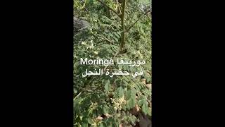 Floraison de Moringa en présence d’abeilles تزهير المورينغا في حضرة النحل farming agriculture [upl. by Enelym841]