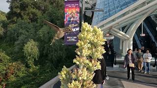 Live Hummingbird at Universal Studios Hollywood [upl. by Dev]