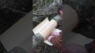 Bushcraft Skill Using Pine Bark bushcraft survival [upl. by Eatnoj316]