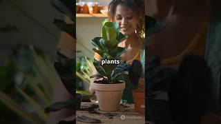 How to Build the Perfect Soil for Indoor Plants StepbyStep [upl. by Ennayrb]