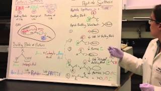 Protein Synthesis Demo pt1  Solid Phase Peptide Synthesis [upl. by Lou]