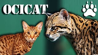 OCICAT  The domestic cat version of the Ocelot [upl. by Sucramej]