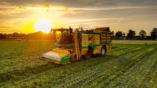 Oxbo BP2140e aan het sperziebonen plukken  Green bean picking with a OXBO BP2140e  Taco Agro BV [upl. by Yllim413]