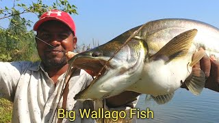 Wallago Attu Fishing Video  Big Grass Corp Fish  Fishing Video [upl. by Treblih]